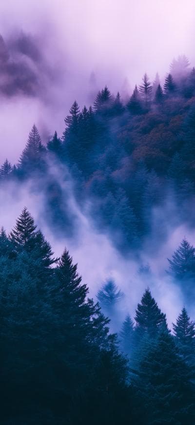 Foggy Dense Forest