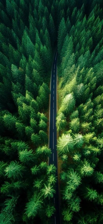 Aerial View Of Road Through Dense Forest