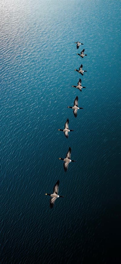 Flock Of Geese