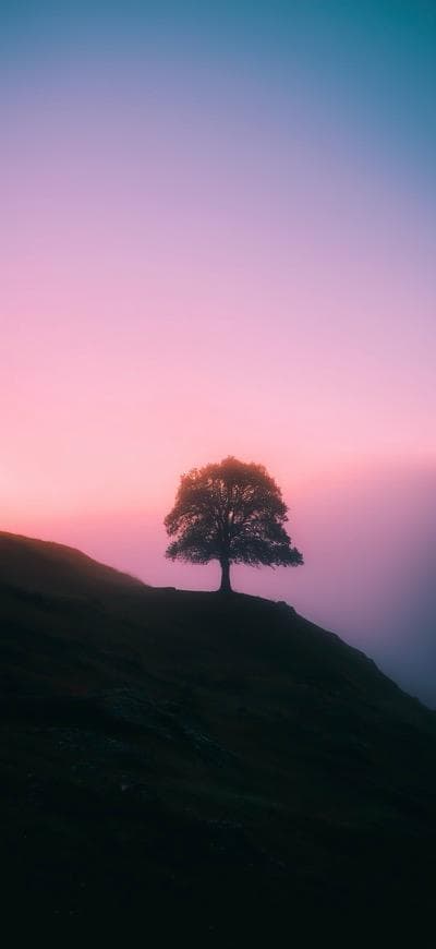 Lone Tree On A Foggy Hill
