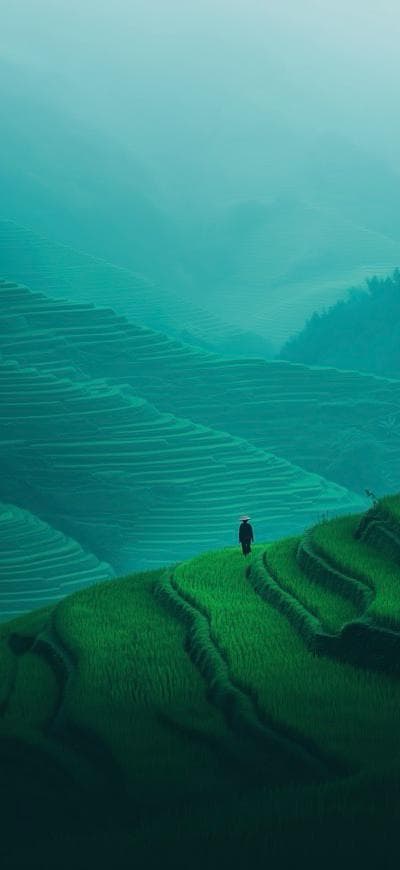 Rice Fields