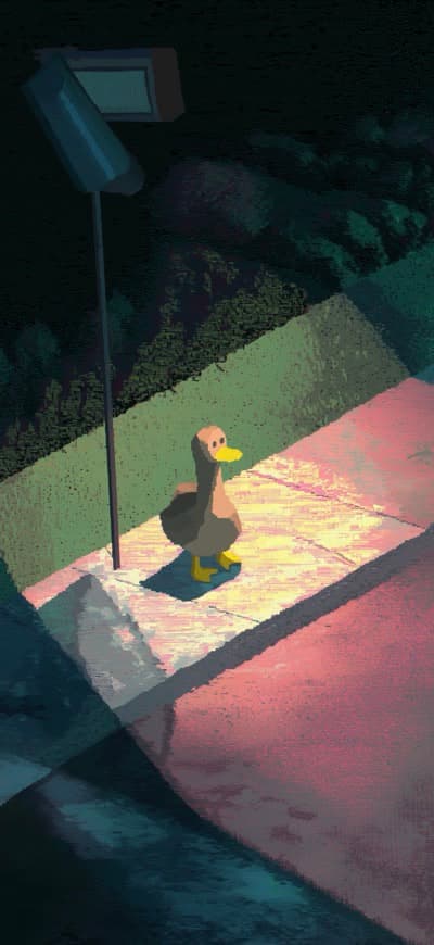 Duck On The Road Side