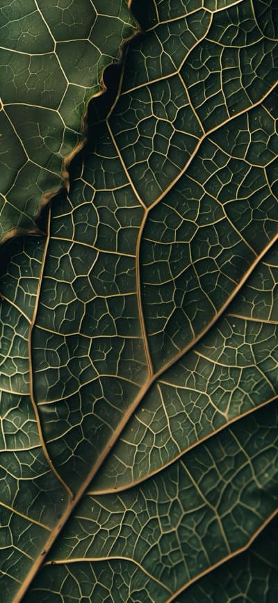Leaf 3