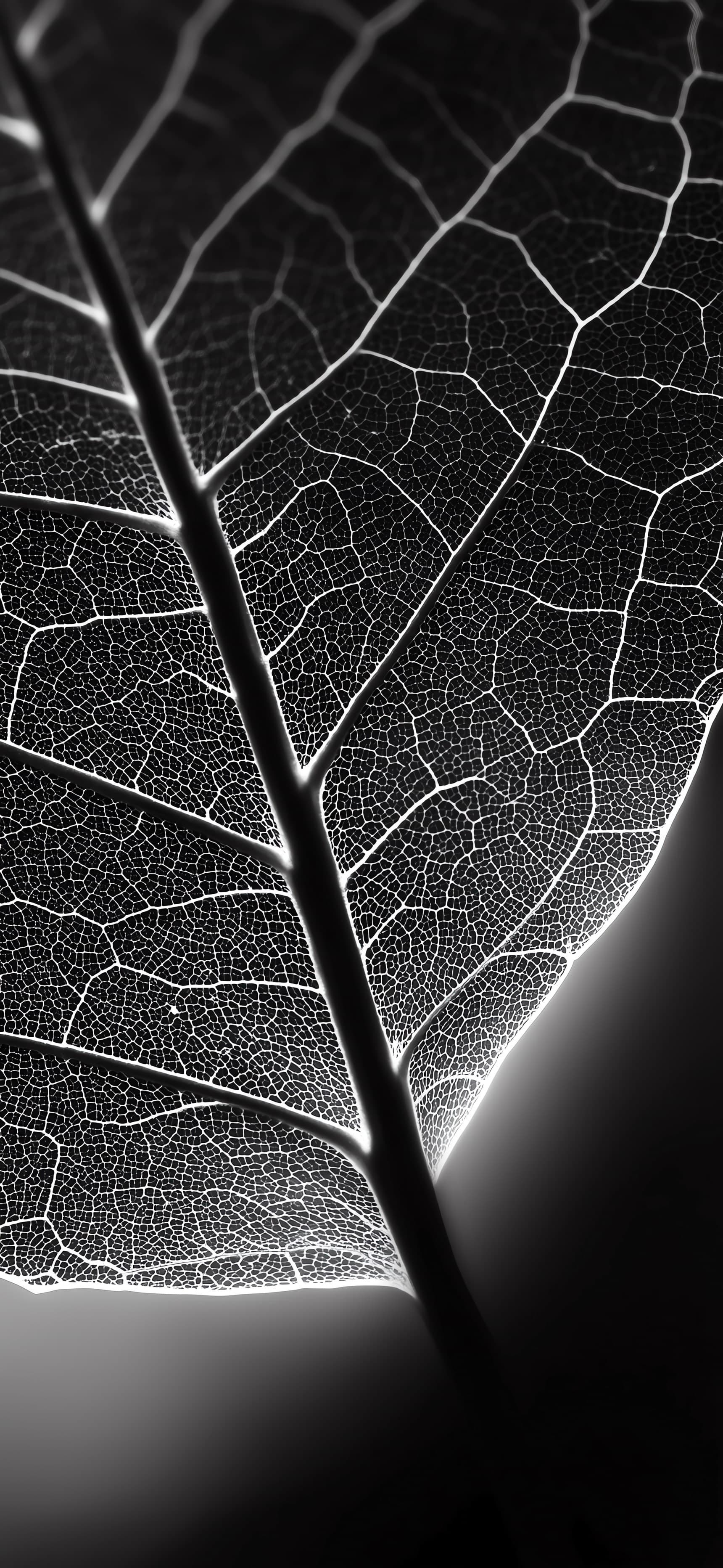 Leaf Veins