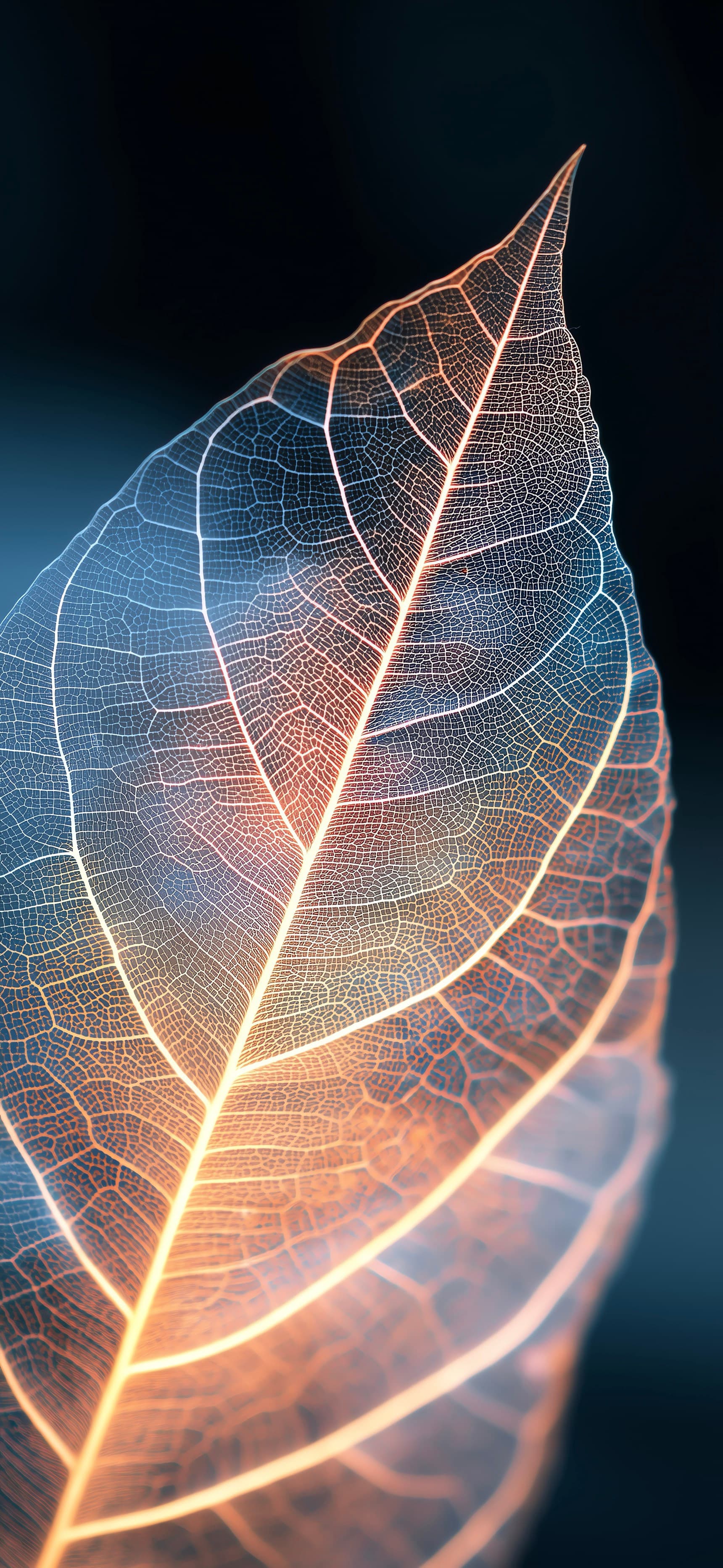Leaf Veins