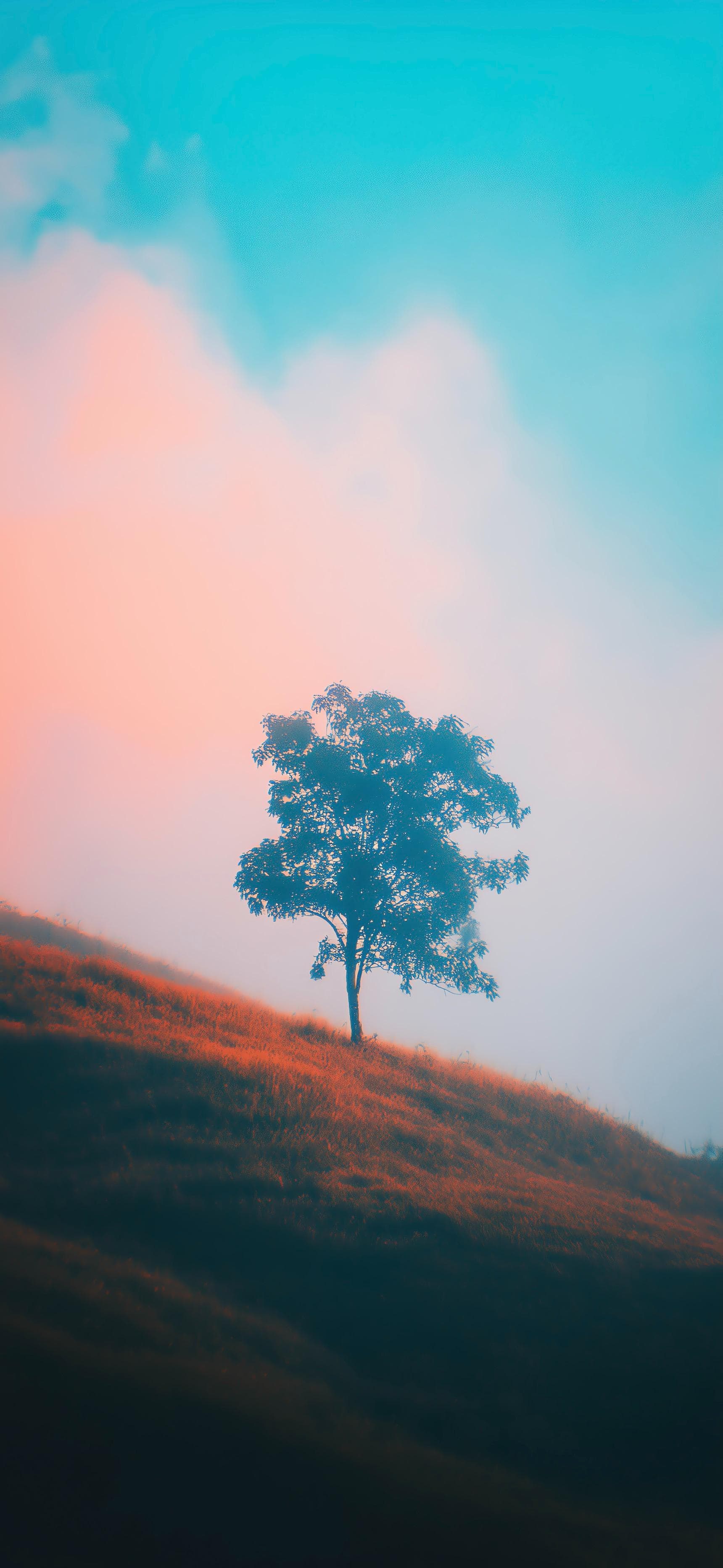 Lone Tree On A Foggy Hill