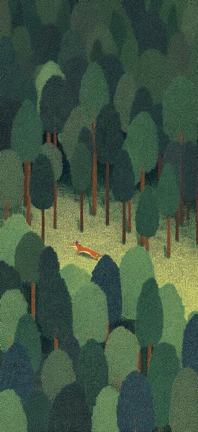 Fox In A Forest