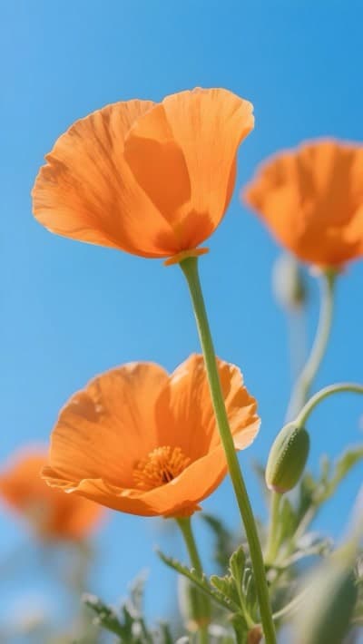 Cosmos Flowers